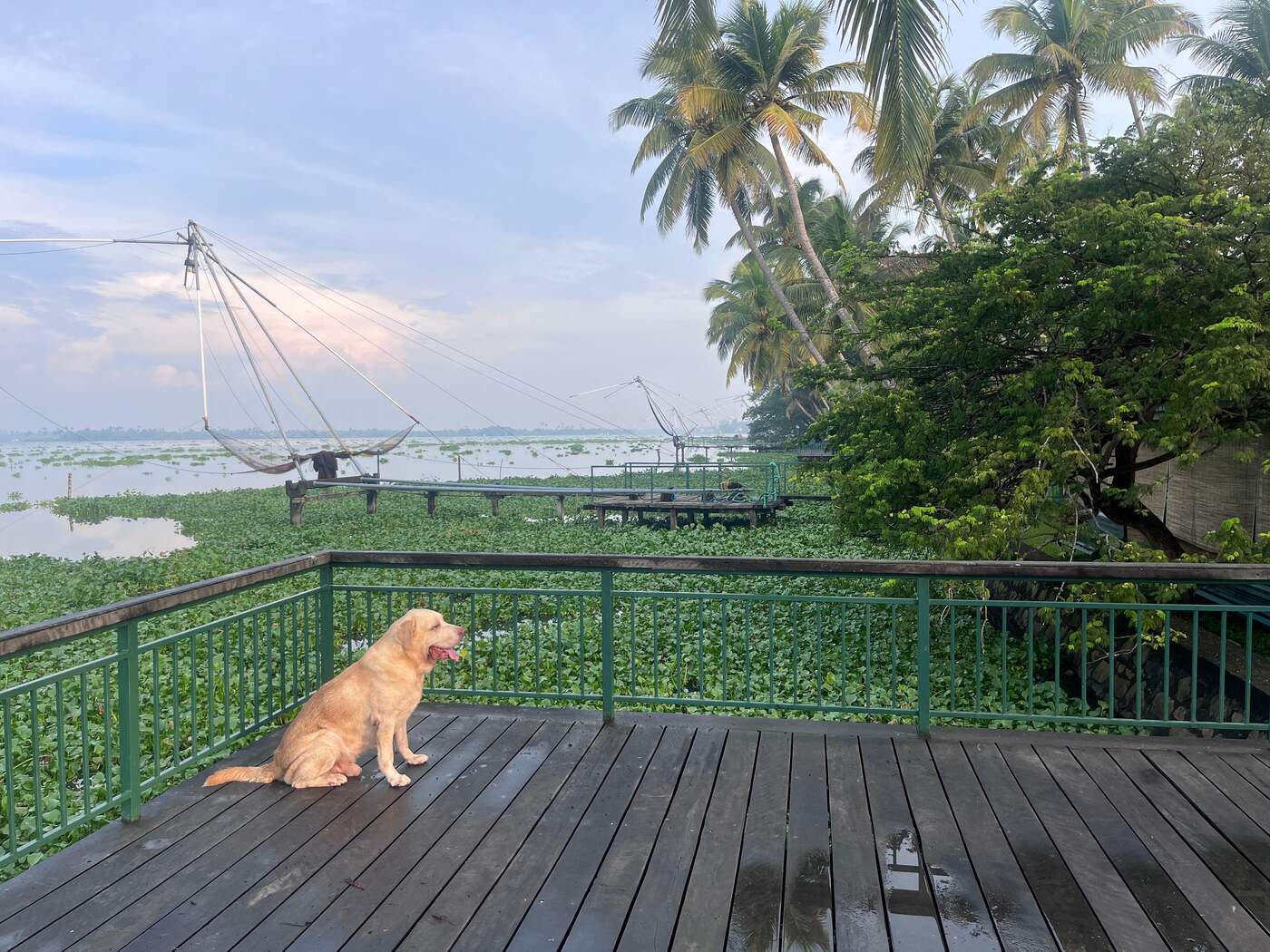 A quiet deck overlooking the backwaters and Chinese fishing nets