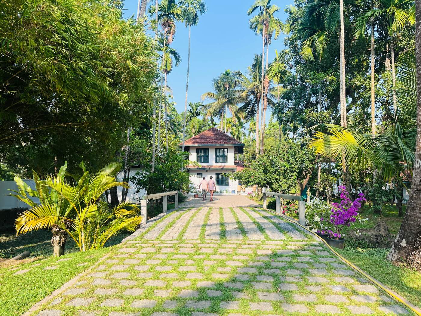 Pathway through palm groves leading to the main house
